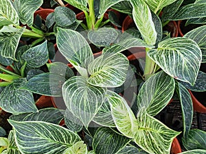 Philodendron Birkin is a decorative plant for gardens and homes.