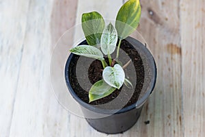 Philodendron Birkin exotic plant with wooden background