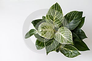 Philodendron Birkin with green leaves with white stripes. Copy space.