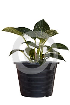 Philodendron Birkin is growing in black plastic pot isolated on white background.