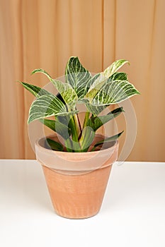 Philodendron Birkin house plant in brown ceramic pot