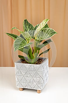 Philodendron Birkin house plant in white textured pot