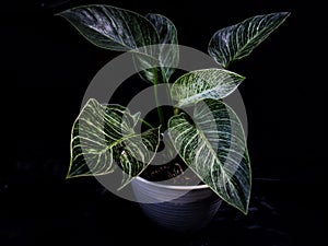 philodendron birkin ornamental plant with white striped leaves on a dark background