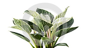 Philodendron Birkin plant, Philodendron leaves isolated on white background with clipping path