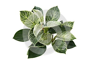 Philodendron Birkin plant, Philodendron leaves isolated on white background with clipping path