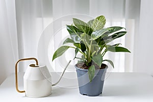 Philodendron Birkin in shipping pot and watering can.