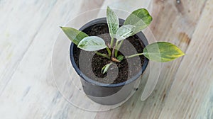 Philodendron Birkin small plant in a pot