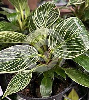 Philodendron 'Birkin', Tropical house Plant with white pinstripes