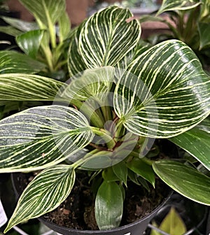 Philodendron 'Birkin', Tropical house Plant with white pinstripes photo