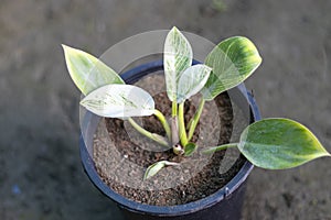 Philodendron birkin variegated plant in a pot