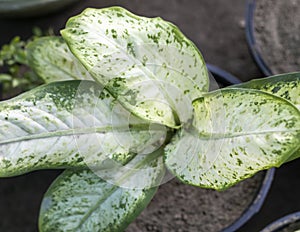 philodendron birkin variegated plant in a pot