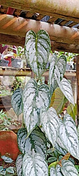 Philodendron Brandtianum or known as silver leaf philodendron 286954316