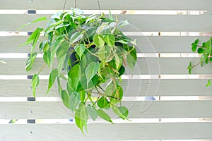 Philodendron Brasil