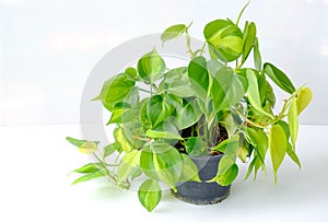 Philodendron Brasil