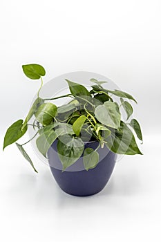 Philodendron Brasil green leaves indoor plant in a decorative ceramic pot on white isolated background