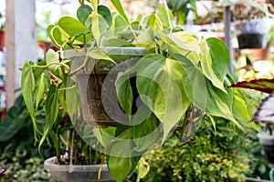 Philodendron Brasil hederaceum variegated heart leaf photo