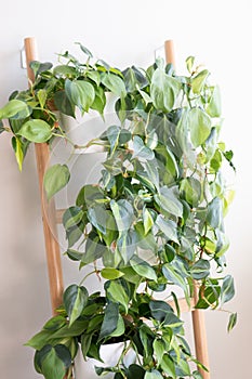 Philodendron brasil house plants growing on a ladder
