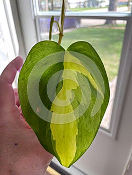 Philodendron brasil plant leaf close up green and yellow