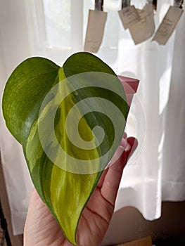 Philodendron brasil plant leaf close up green and yellow