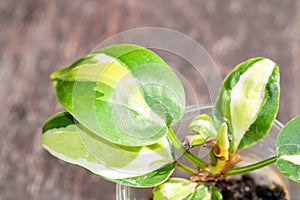 Philodendron Brasil tricolor, Gabby, Cream Splash top cutting