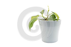Philodendron brazi variegated heart leaf with green and yellow variegation plant in a white ceramic pot