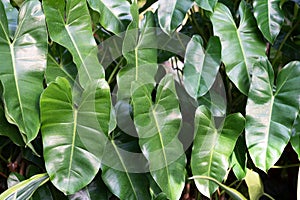 Philodendron Burle Marx leaves background