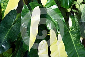 Philodendron Burle Marx variegated half moon leaves