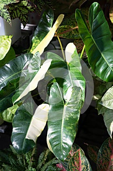 Philodendron Burle Marx variegated half moon leaves