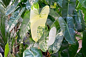 Philodendron Burle Marx variegated half moon leaves