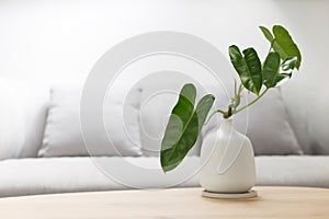 Philodendron burle marx.