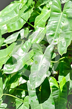 Fuerte planta o verde una carta 