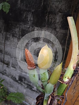 Philodendron Crassinervium