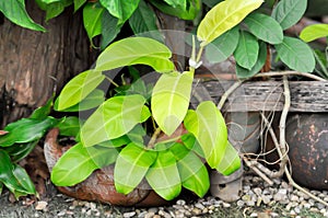 Philodendron cv or  Lemon Lime ,ARACEAE or Philodendron plant or Arrowhead Vine