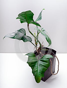 Philodendron Dragon is a genus of flowering plants
