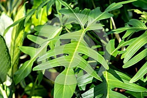 Philodendron Florida Beauty Green leaves