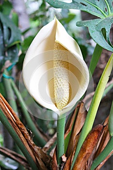 Philodendron Flower