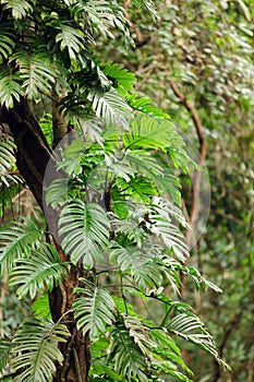 Philodendron in forest