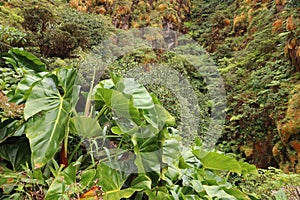 Philodendron giganteum - giant philodendron