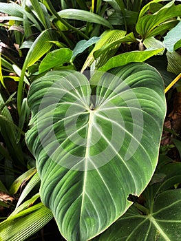 Philodendron Gloriosum