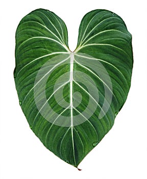 Philodendron gloriosum leaf isolated on white background