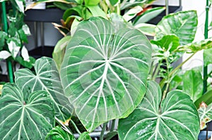 Philodendron Gloriosum ,Philodendron plant