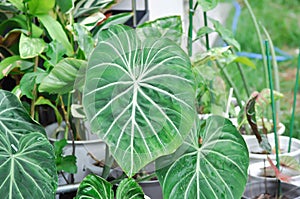 Philodendron Gloriosum ,Philodendron plant