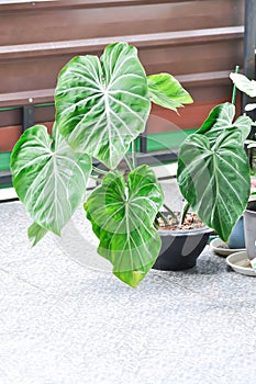 Philodendron Gloriosum ,Philodendron plant