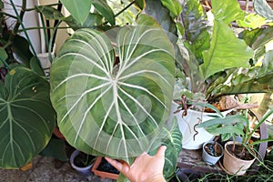 Philodendron Gloriosum ,Philodendron plant