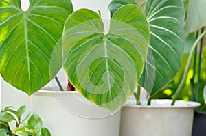 Philodendron Gloriosum ,Philodendron plant