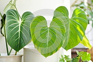 Philodendron Gloriosum ,Philodendron plant