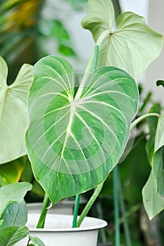 Philodendron Gloriosum ,Philodendron plant