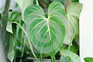 Philodendron Gloriosum ,Philodendron plant