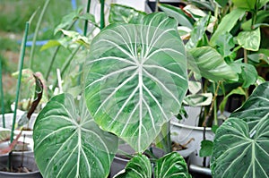 Philodendron Gloriosum ,Philodendron plant photo