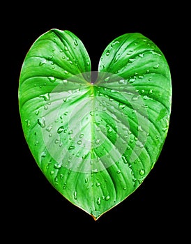 Philodendron green leaf water drops white background isolated, Homalomena leaves, Caladium foliage, tropical plant branch, araceae